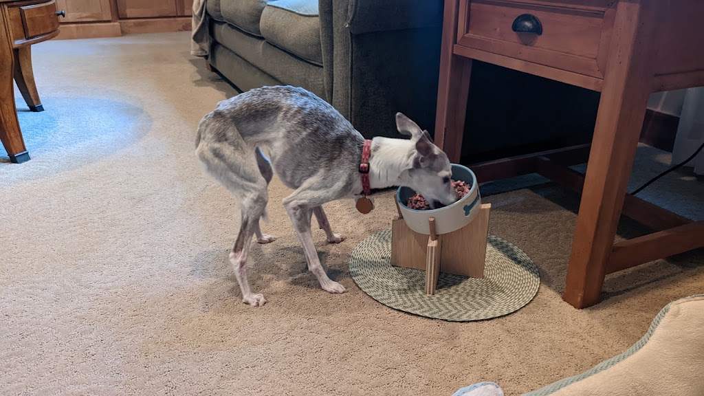 An italian greyhound eating from a bowl that is resting on a stand